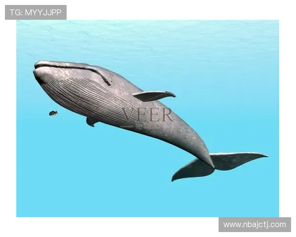 蓝鲸官网下载全解析，教你轻松找到适合的下载链接